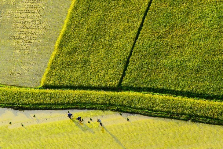 Bac Son Town in harvest time - ảnh 5